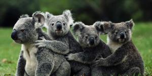Интересные факты о коалах (15 фото)